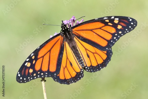 Male Monarch Butterfly (danaus plexippus)