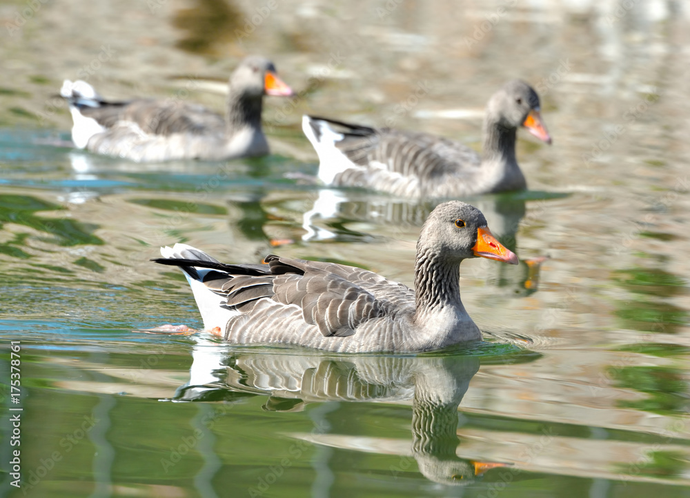 Fototapeta premium duck on the lake