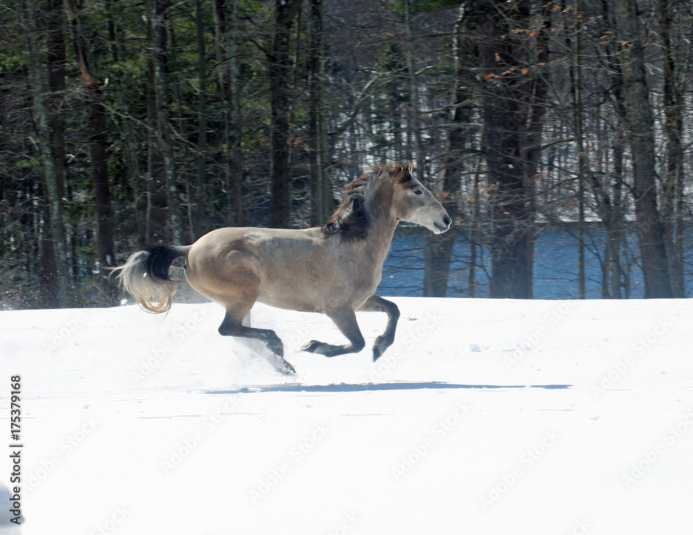 Naklejka premium Snow Mustang Mare Running Free