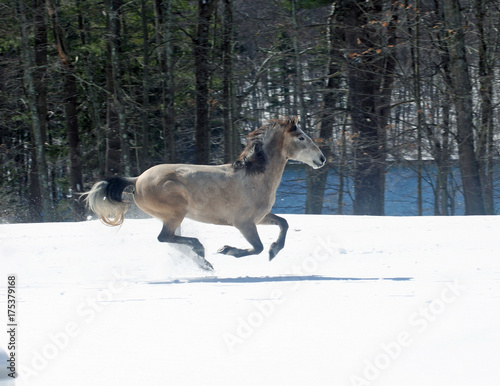 Snow Mustang Mare Running Free