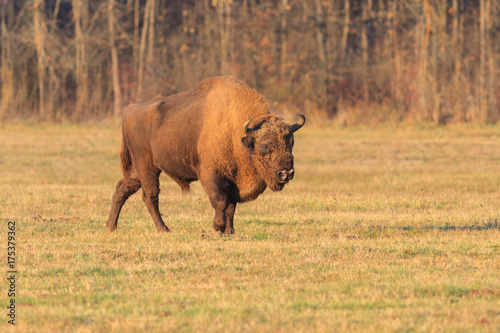 european bison