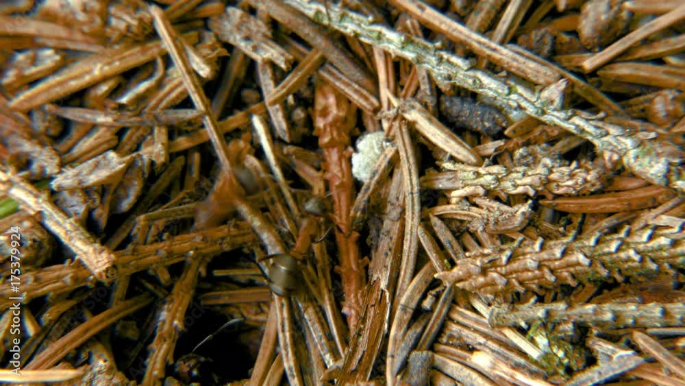 Red ants on an anthill. Forest ants crawling over the surface of an ant hill, built from the needles of coniferous trees. Red ants on an anthill. Forest ants crawling over the surface of an ant hill, built from the needles of coniferous trees.