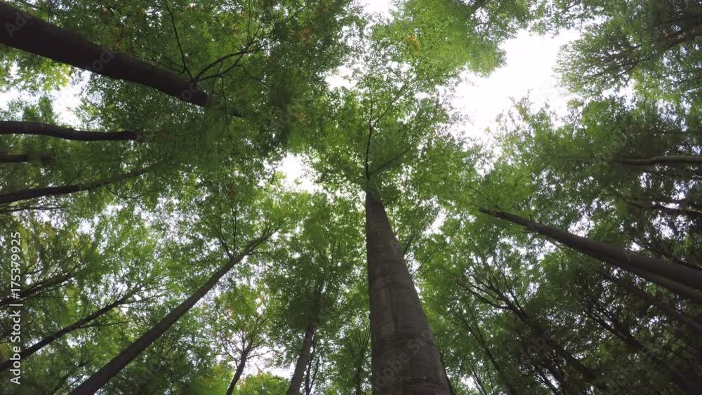 Laubwald, Laubbäume von unten, Spessart
