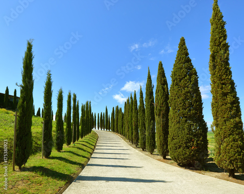 Road on hill with cypress trees in Tuscany photo