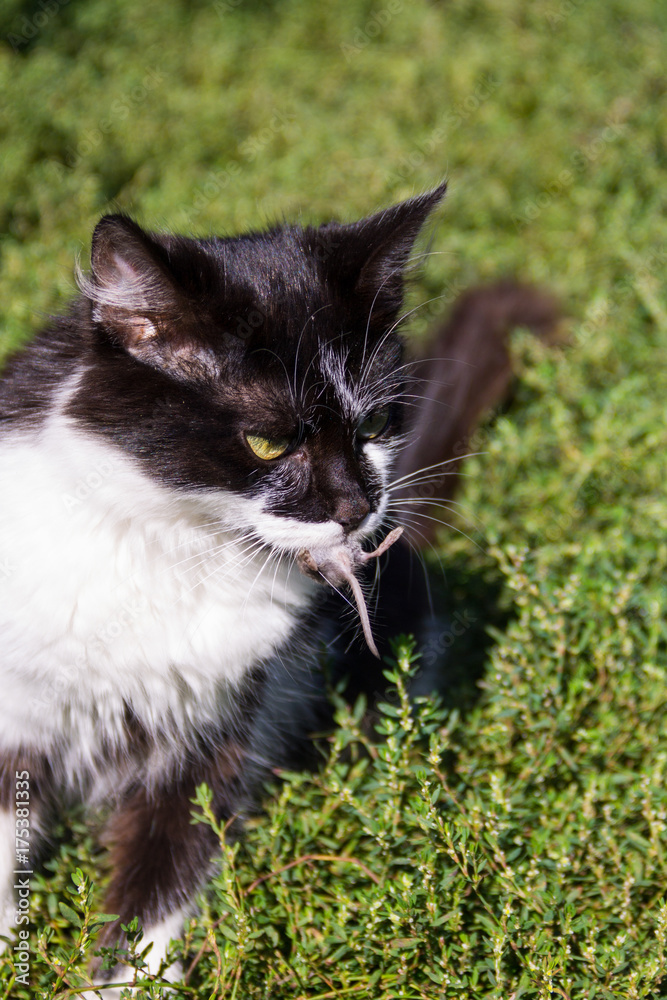 Cute cat caught a mouse and holds in teeth outdoor Cute cat caught a mouse and holds in teeth outdoor