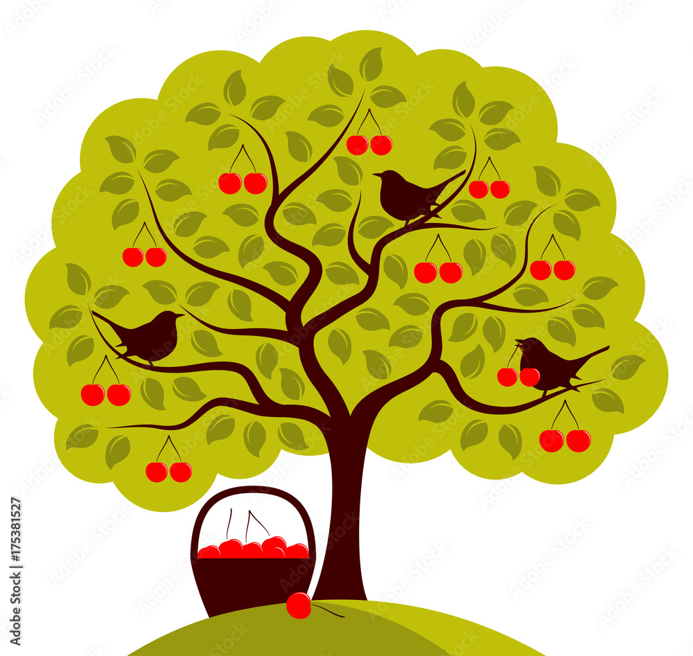 cherry harvest