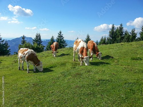 Skewbald cows in the mountains in Austria