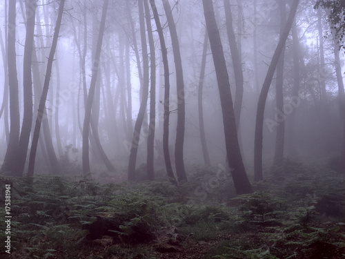 Beautiful foggy woods © Zacarias da Mata