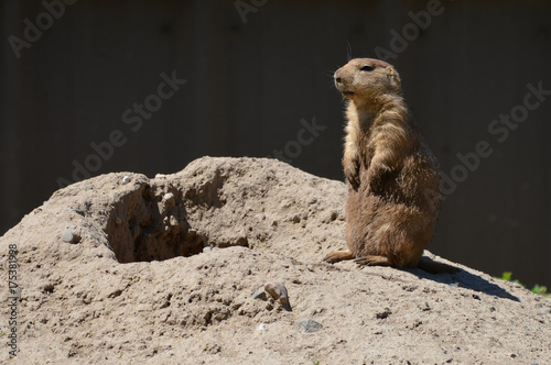 Prairie dog
