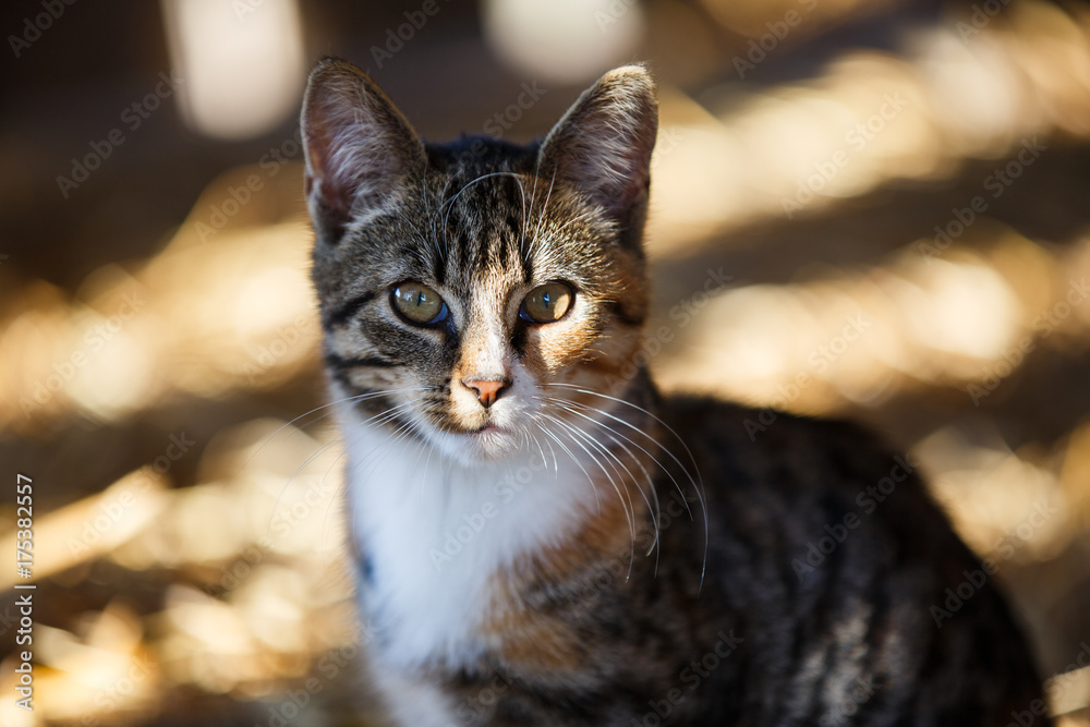 Portrait of the wild cat in striped sunlight