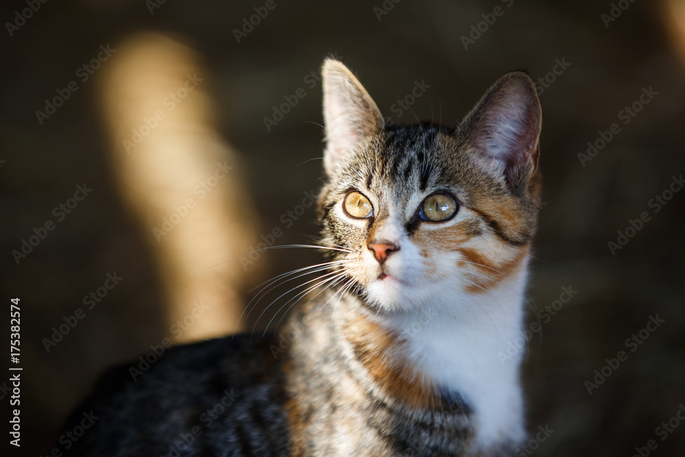Portrait of the wild cat in striped sunlight