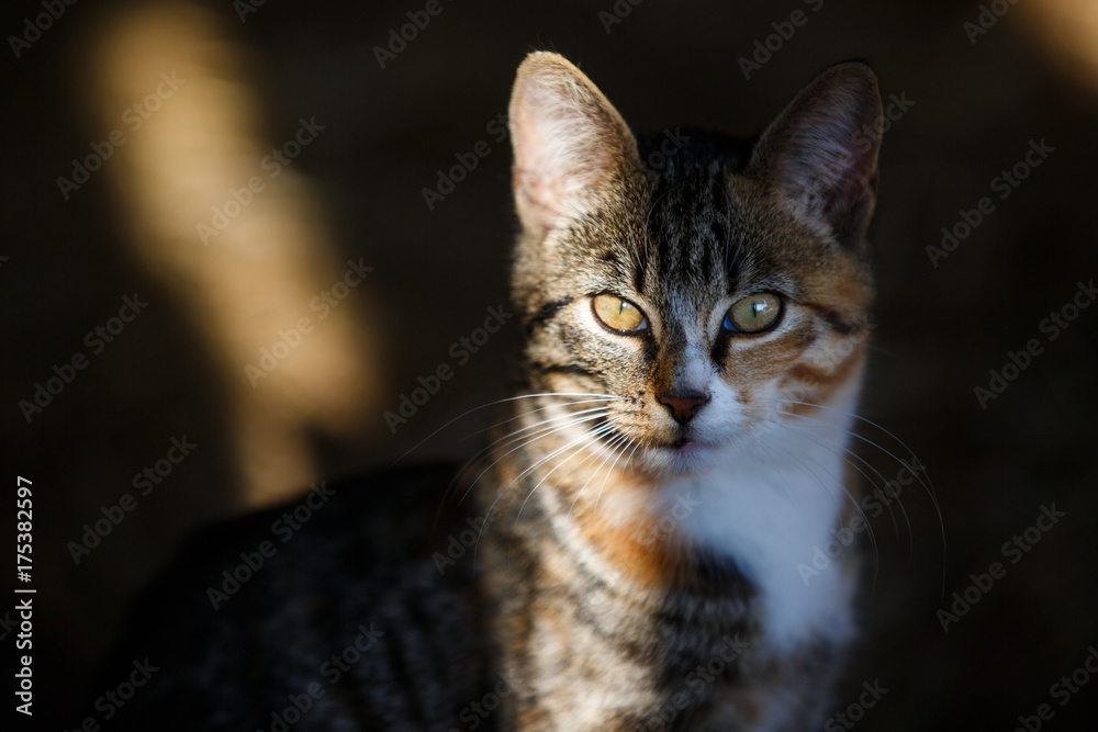 Portrait of the wild cat in striped sunlight Portrait of the wild cat in striped sunlight