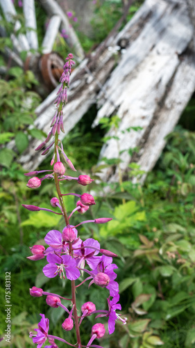Early bloom of fireweed in nature