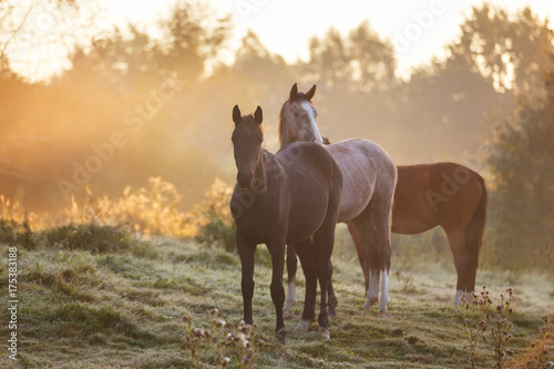 Herd of horses in misty sunlight
