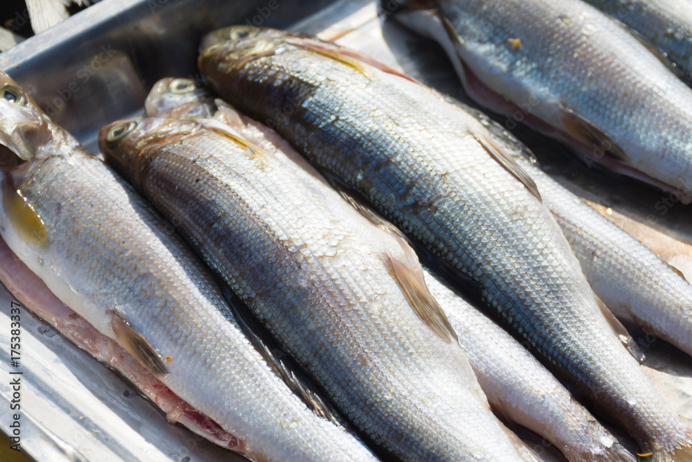 Obraz premium fresh fish omul