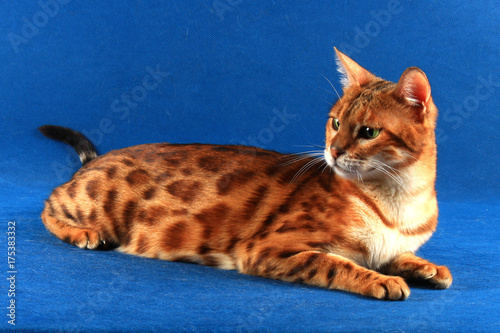 A cat of Bengal breed lies on a blue background and looks back