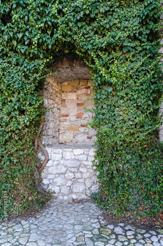 Fototapeta Naklejka Na Ścianę i Meble -  Common ivy on the old wall