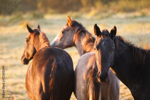 Fototapeta Naklejka Na Ścianę i Meble -  Herd of horses in morning sunlight