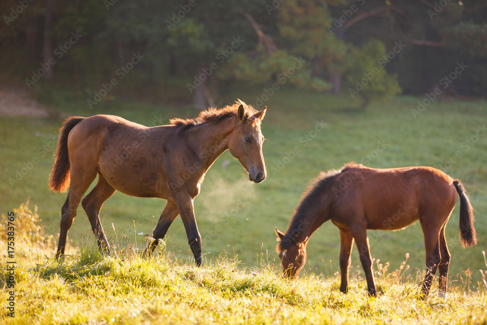 Fototapeta premium Śliczne źrebięta w porannym słońcu