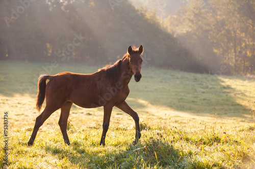 Cute foal in morning sunlight