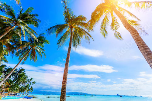Palm tree over luxury beach