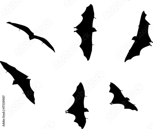 Bats vector. Flying bats vectorized