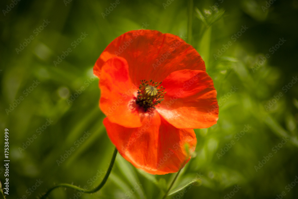 Spring poppy