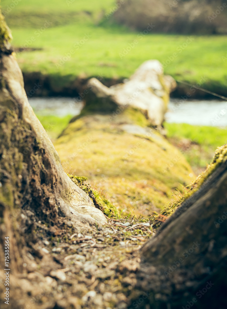 Fototapeta premium Tree trunk in close-up