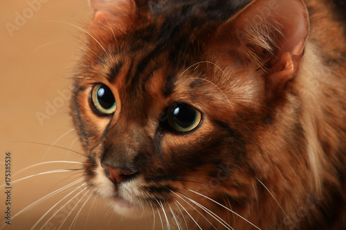 Portrait of a long haired toger photo