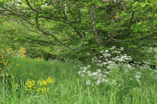 Fototapeta Naklejka Na Ścianę i Meble -  wild untouched meadow in forest 