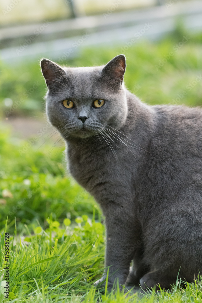 Grey cat in detail who is sitting