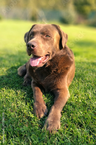 Brown Labrador