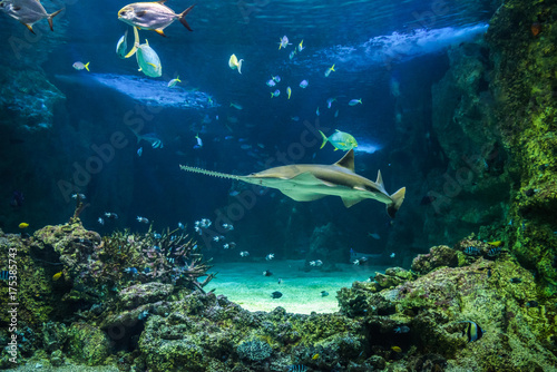 Large sawfish and other fishes swimming in a large aquarium