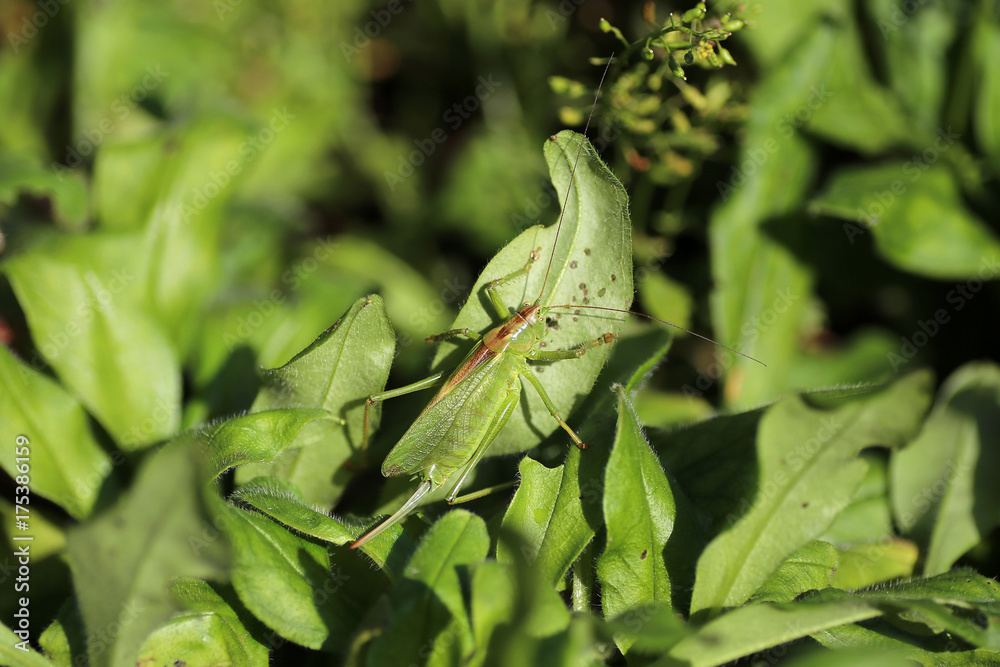 grasshopper in grass grasshopper in grass