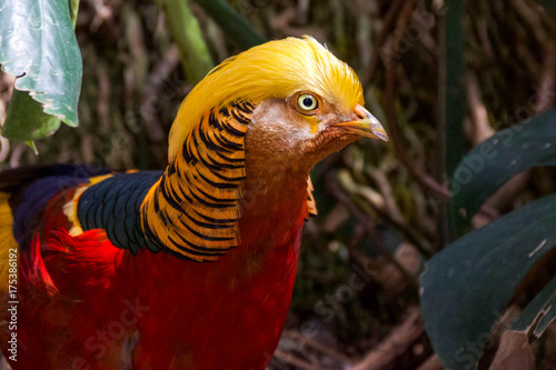 Golden Pheasant Close-up