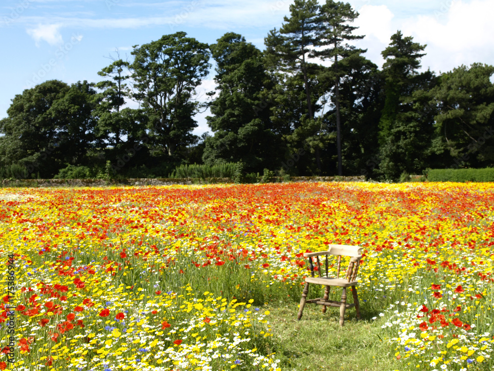 Wild Flower Meadow with Chair