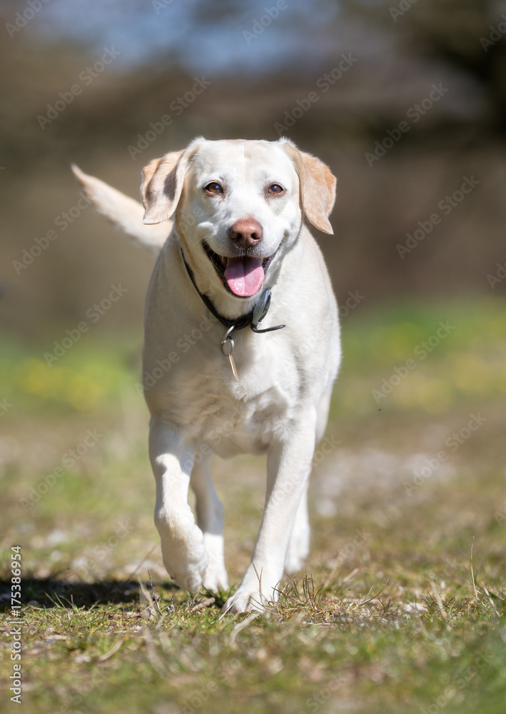 Labrador retriever dog