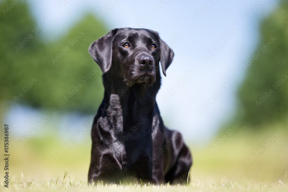 Labrador retriever dog