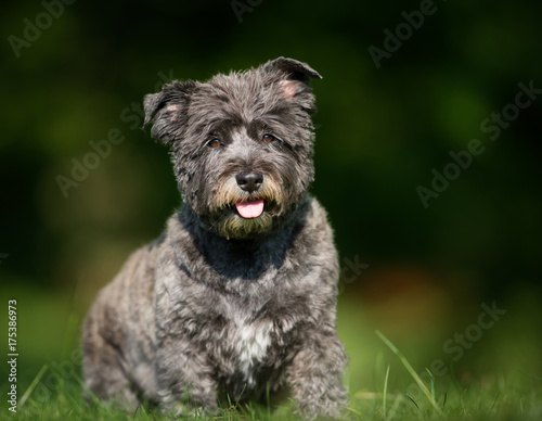 Cairn terrier dog