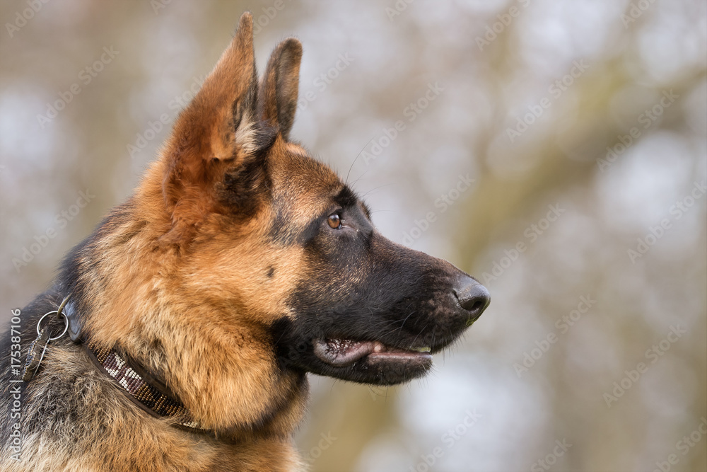 German shepherd dog German shepherd dog
