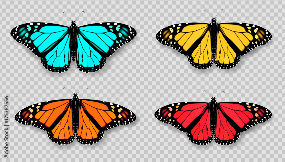 Realistic 3d Monarch butterfly set. Colorful bright detailed mesh vector illustration with shadow on transparent background. Spring summer banner decoration - obrazy, fototapety, plakaty 