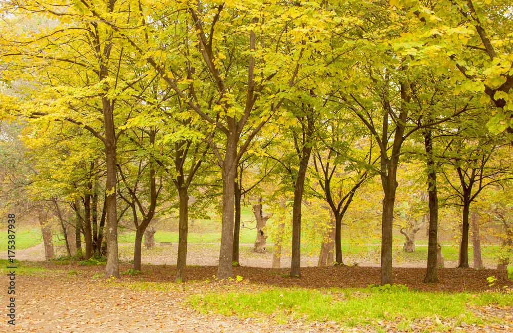 yellow autumn trees. season. autumn walks. a park . autumn alley