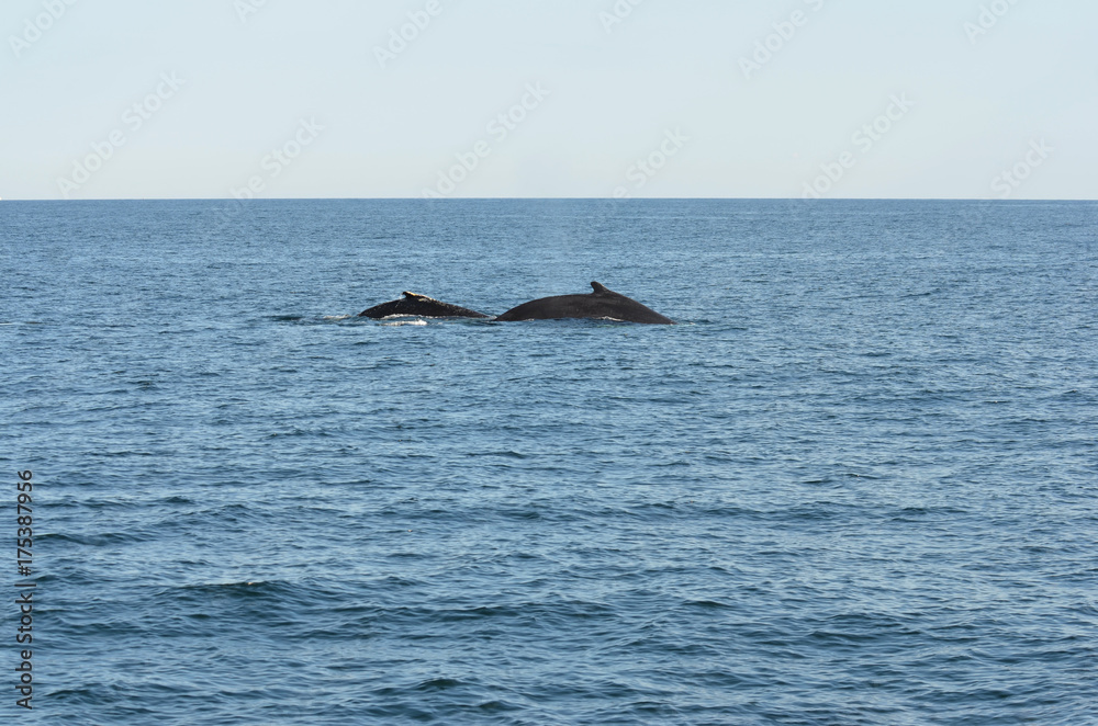 Fototapeta premium Humpback Whale Mother and Calf