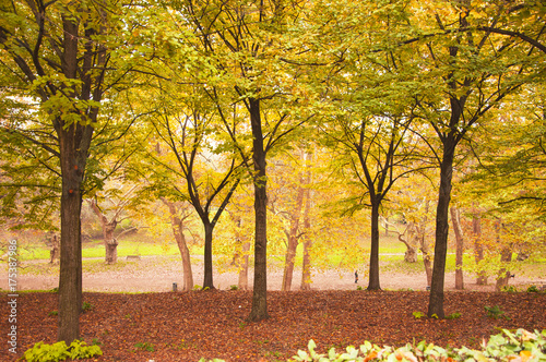 yellow autumn trees. season. autumn walks. a park . autumn alley