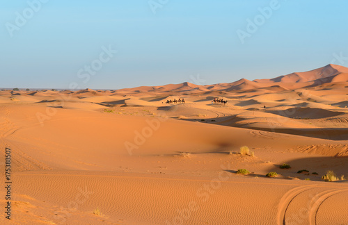 Caravan of Camels in Erg Chebbi Sand dunes near Merzouga  Morocco