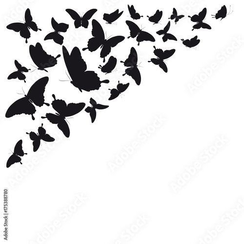 black butterfly, isolated on a white
