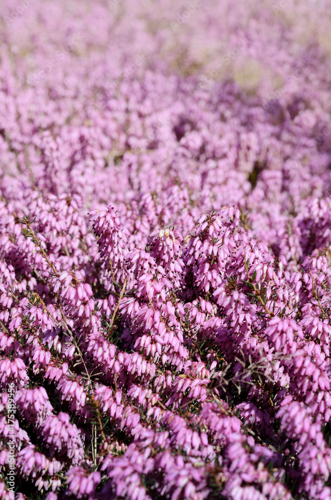 Obraz premium Beautiful purple heather cover in a field full of spring sunlight. Soft focused natural seasonal background