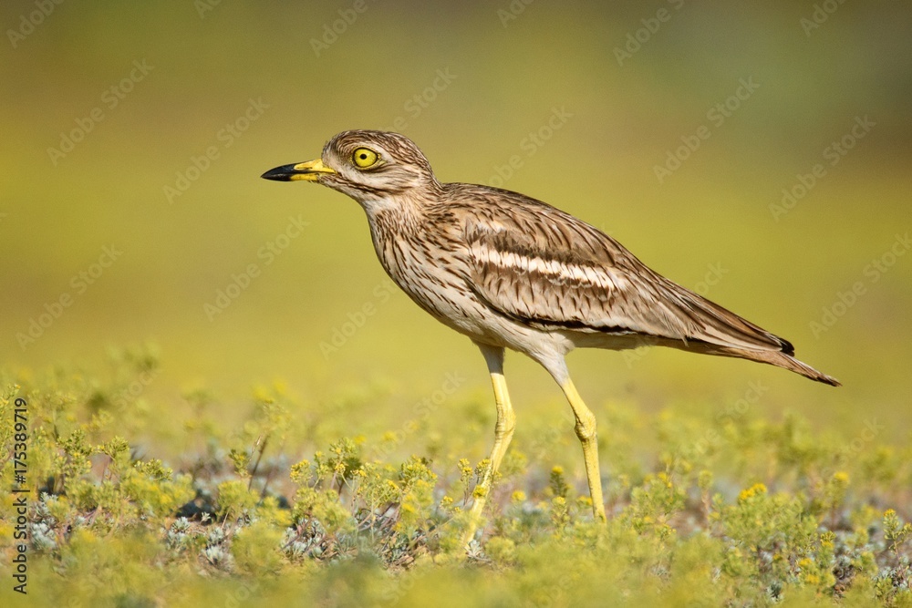Eurasian stone curlew on a beautiful background Eurasian stone curlew on a beautiful background