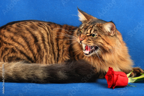 Obraz na plátně Angry half breed maine coon and toyger cat and red rose