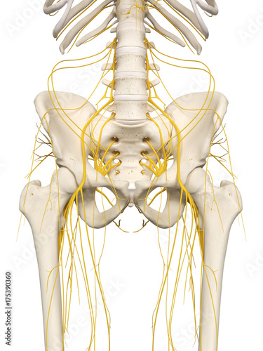 3d rendered medically accurate illustration of the hip nerves